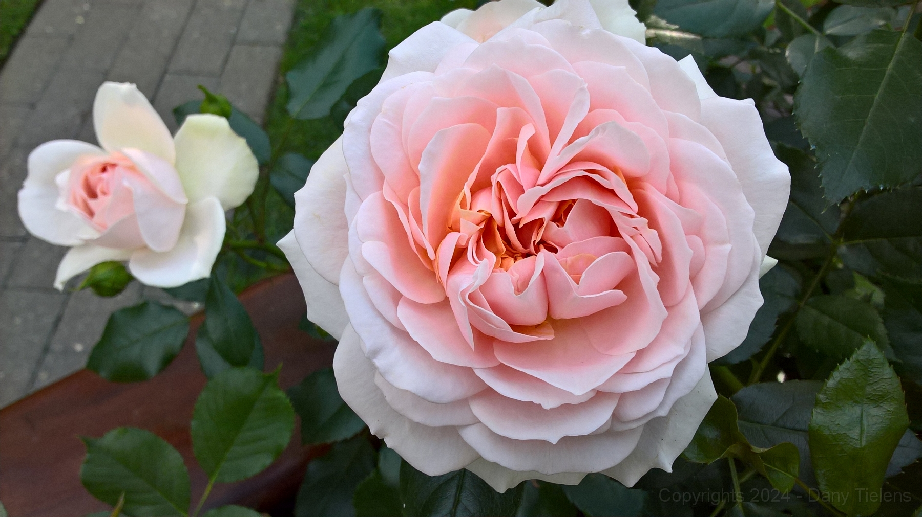 Rosa - Garden Of Roses 2018 - 001.jpg